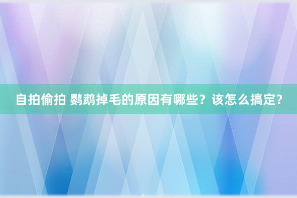 自拍偷拍 鹦鹉掉毛的原因有哪些？该怎么搞定？
