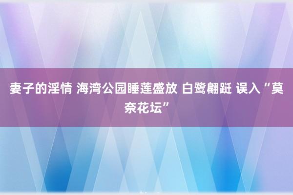 妻子的淫情 海湾公园睡莲盛放 白鹭翩跹 误入“莫奈花坛”